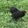 Sunny B Farms