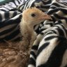 Me_and_my_chicks