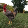 liberty_chick