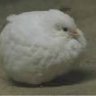 _ChickenQuail_