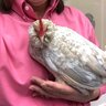 EgglandVest