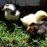 Chorkie & Chickens