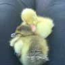 AZducks