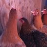 Chicken_Lover133