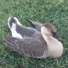 Lovemybirds41