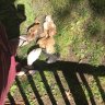AC's Chickens