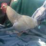 CrazyForChickens509