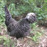 Highvale Hens