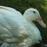housechickensdaily