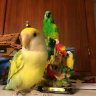 Ashlee the bird newb