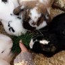 Homefarm162