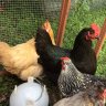 Little Chickens12