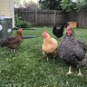 MegasChickens