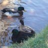 DuckSquad