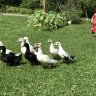 Duckfarts