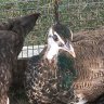 FarmerRN79