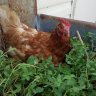 chickensrule2017