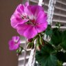 Geranium