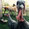 theturkeymom