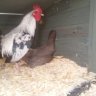 City_chickens