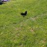 Angel Rooster