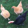 BirdBarnPam