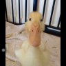 Willowtheduck