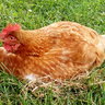 thecrazychickenlady