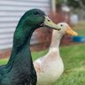 Amy S. TX