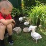 Michelles_Hen_house
