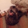 HybridChickLady