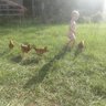Chicken_Mommy