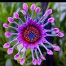 celloriffic