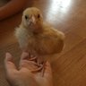OneCrazyChick-en