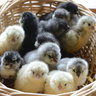 Tarboxhollowpoultry.com