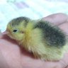 Korean who loves Quail