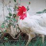 Aimen amad