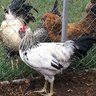Millers lively Birds