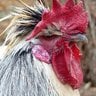 ChickenWhispererthe14th