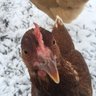 FluffyButtChicks