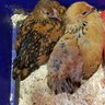 SierraChickens