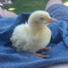 DomTheChickenGuy