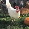 4clucksfromcrazy