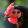 chicken-girl