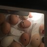 highaltitudechickens