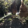 SierraCorbin