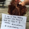 MrsKnoxChickens