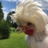 Chicken-lovebirdchihuahua