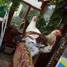 Clucker86