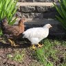 RaisingChicks101